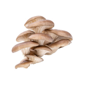 Oyster Mushrooms