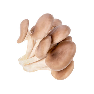 Oyster Mushrooms